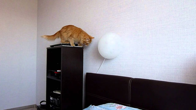 periergi gata enantion baloniou