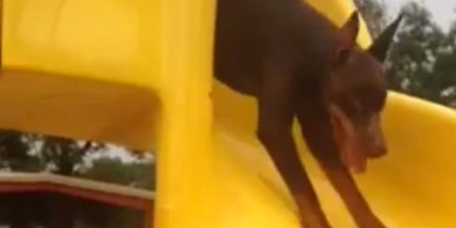 Σκυλιά μαθαίνουν πως να κάνουν τσουλήθρα με... ξεκαρδιστική κατάληξη! (Βίντεο) 1 skilia mathenoun pos na kanoun tsoulithra