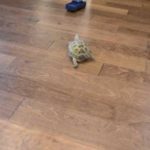 chelonitsa perni sto kinigi tilekatefthinomeno aftokinitaki