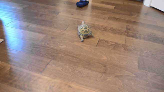 chelonitsa perni sto kinigi tilekatefthinomeno aftokinitaki