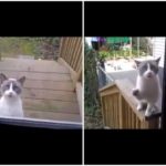 kati periergo simveni me afti tin gata