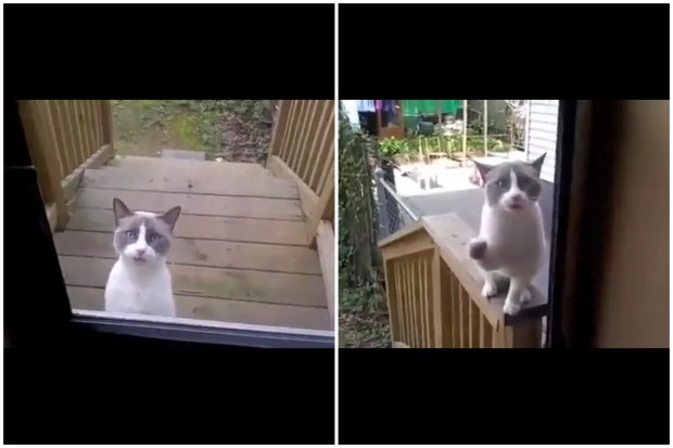 kati periergo simveni me afti tin gata