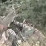kinigos tis arpaxe apo elafi pou pige na skotosi