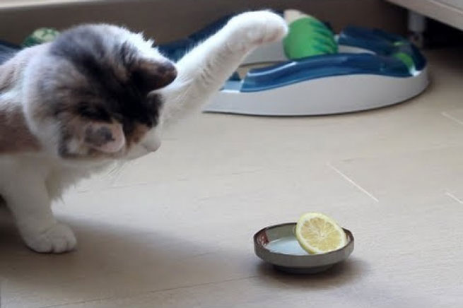 i proti epafi mias gatas me ena lemoni
