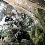 to mistirio tis gigantieas arachnis tou kongko