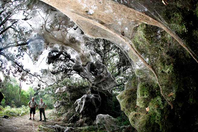 to mistirio tis gigantieas arachnis tou kongko