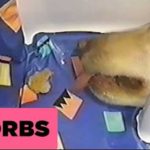 enas skilos pou den to vazi efkola kato