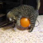 gata enantion baloni me statiko ilektrismo