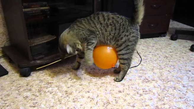 gata enantion baloni me statiko ilektrismo