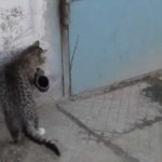gata vs solinas