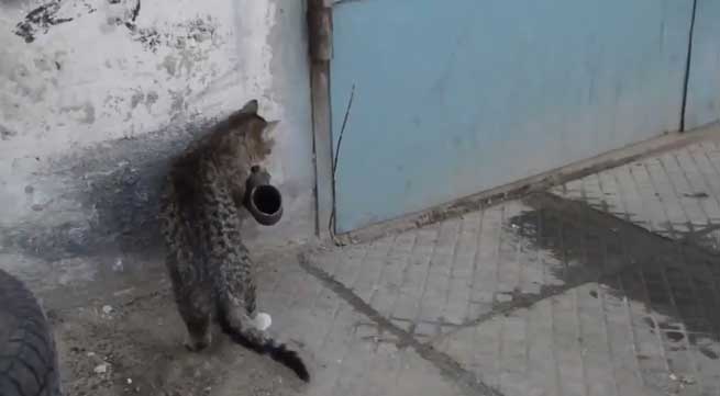 gata vs solinas