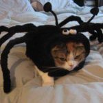 katikidia pou sichenonte to halloween 2
