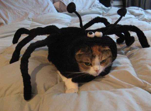katikidia pou sichenonte to halloween 2