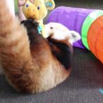 kokkino arkoudaki panda