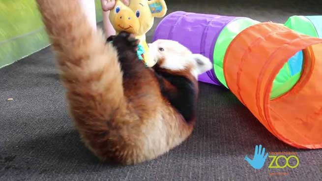 kokkino arkoudaki panda