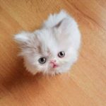 peripeties mias mikroskopikis gatoulas 8