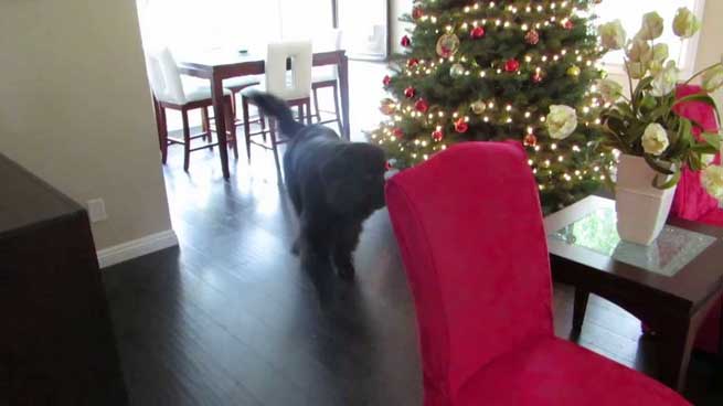 pitsirika pezi krifto me to skilo tis