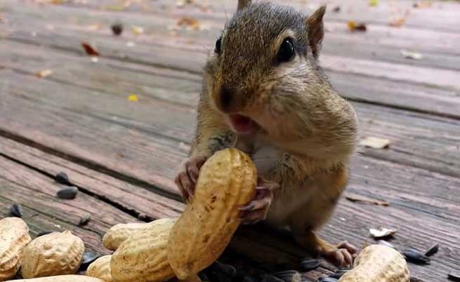 skiourakia mpoukonoun to stoma tous me fistikia