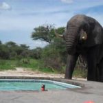 afrikanikos elefantas chalai to parti stin pisina
