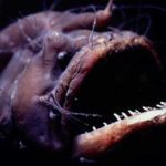black seadevil anglerfish