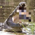chelona glitose apo ta dontia krokodilou 1