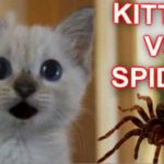 gataki enantion gigantieas arachnis