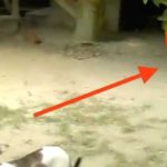 mamoudaki ke gata mia xechoristi filia