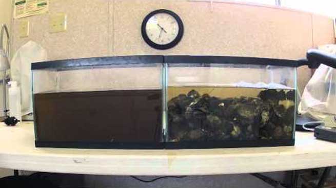 stridia filtraroun vromiko nero