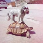 12 zoa pou chrisimopioun chelones gia meso metaforas