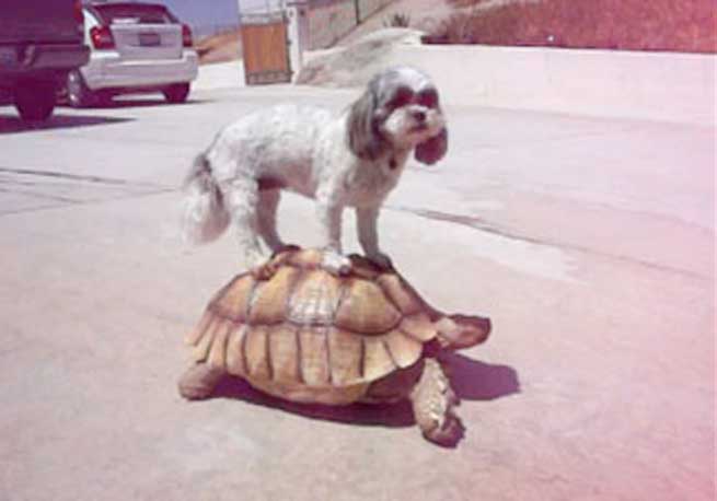 12 zoa pou chrisimopioun chelones gia meso metaforas