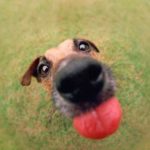 28 zoa pou ta troi i periergia 8