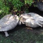 apistefti diasosi chelonas apo chelona