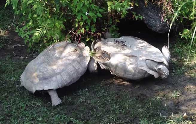apistefti diasosi chelonas apo chelona