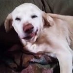 ntenver o pio enochos skilos ston kosmo epistrefi