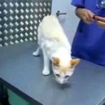 pos na apenergopiisis mia gata