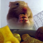 3hamstercheeks