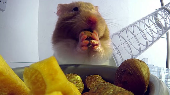 3hamstercheeks