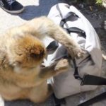 maimou eklepse to santouits apo tourista