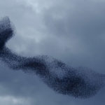 murmuration ena apo pio paraxena theamata tis fisis