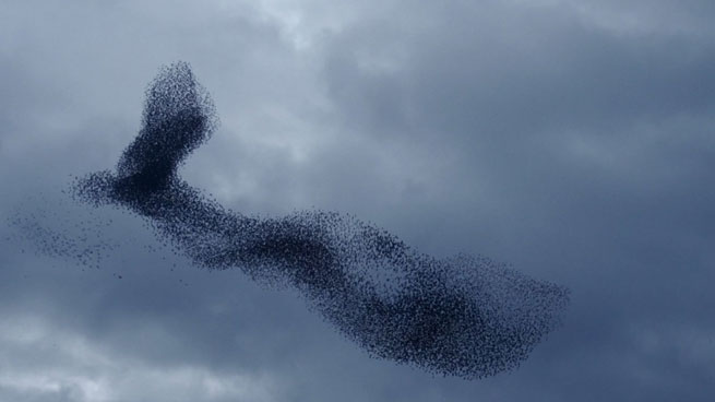 murmuration ena apo pio paraxena theamata tis fisis