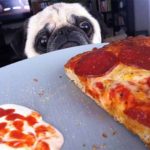 opou iparchi fagito iparchi ke ena pug 1