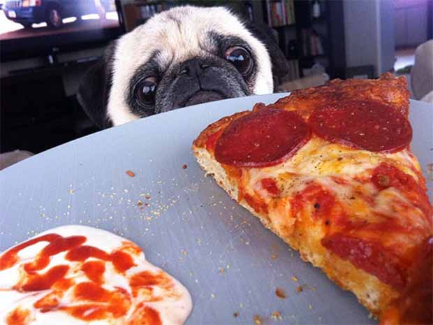 opou iparchi fagito iparchi ke ena pug 1