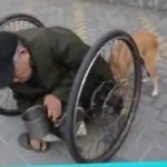 pistos skilos sprochni to anapiriko karotsaki enos zitianou