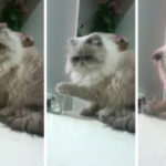i pio apathis gata ston kosmo