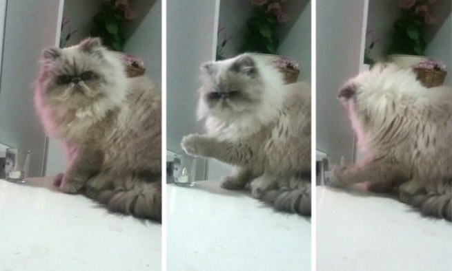 i pio apathis gata ston kosmo