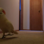 iperdrastirio cockatoo trechi ke fonazi san trelo