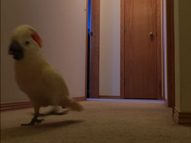 iperdrastirio cockatoo trechi ke fonazi san trelo