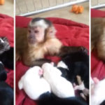 maimou chaidevi koutavia me apistefti triferotita