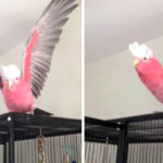 to pio charoumeno papagalaki pou echete di pote