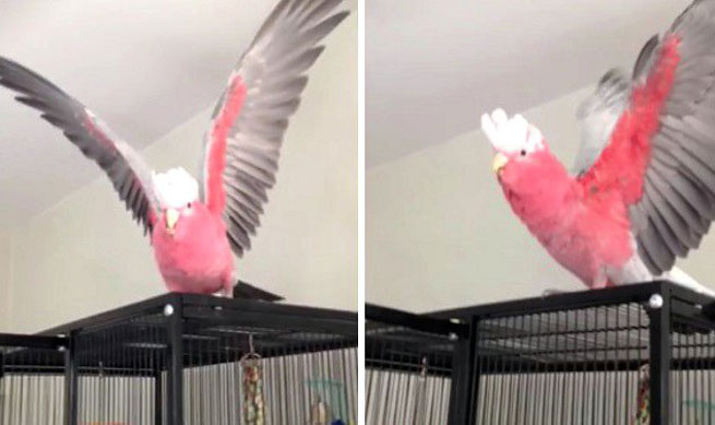 to pio charoumeno papagalaki pou echete di pote